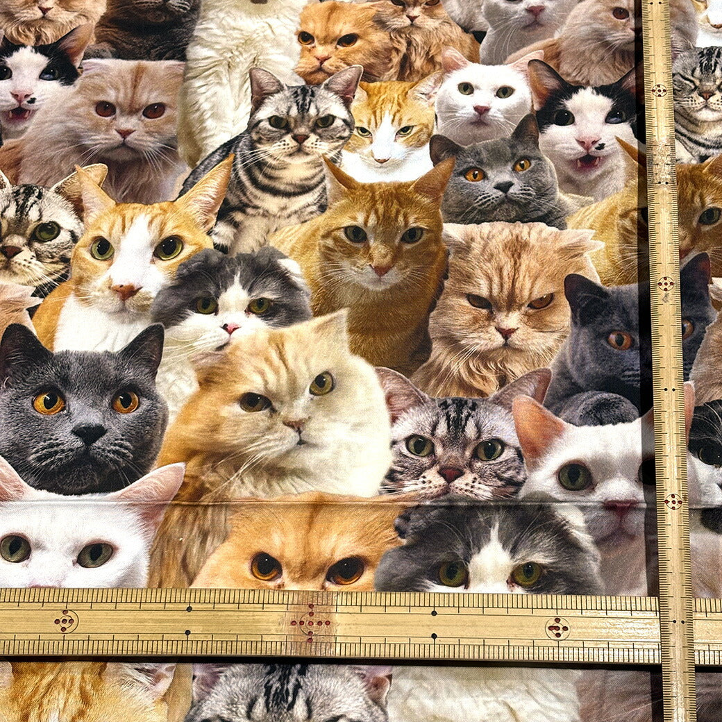 生地 【 インクジェットプリント ネコ 】 シーチング シーチング生地 インクジェットプリント デジタルプリント 猫 リアルキャット 写真 綿100％ コットン バッグ ポーチ クッションカバー 風呂敷 タペストリー ディスプ